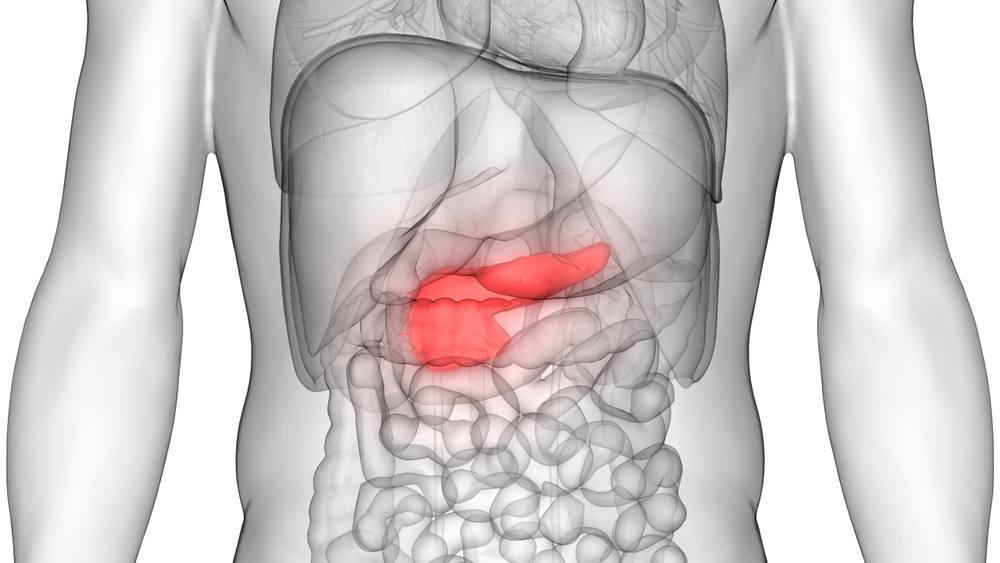 3D-image-of-human-body-organs_pancrease-highlighted_shutterstock_769797250