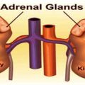 Adrenal-Gland