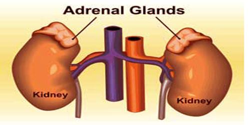 Adrenal-Gland