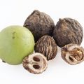 ripe nuts of black walnut tree