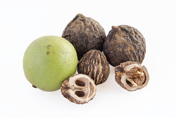 ripe nuts of black walnut tree
