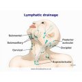 Lymphatic-drainage1