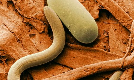 Parasites