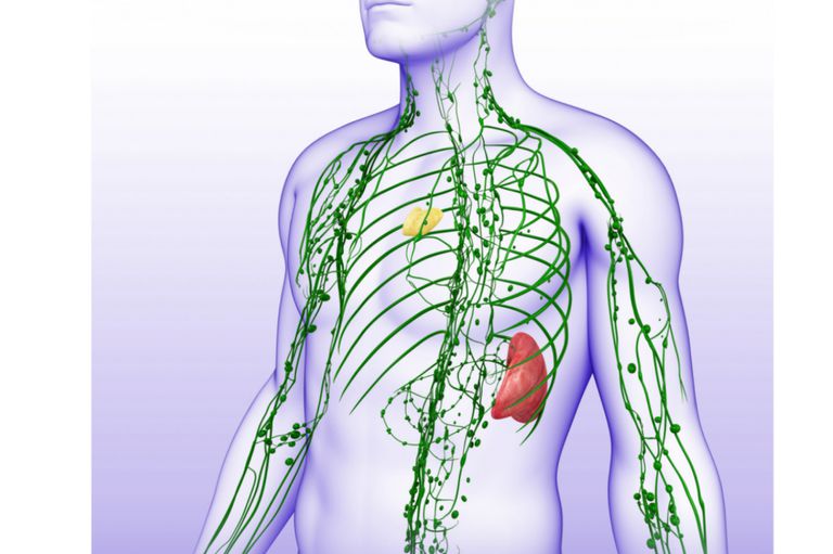 lymphatic_system