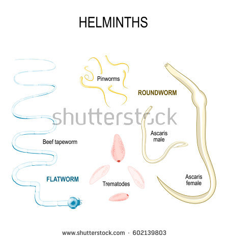 stock-vector-helminths-types-of-human-parasites-flat-and-round-worms-ascaris-trematodes-beef-tapeworm-and-602139803